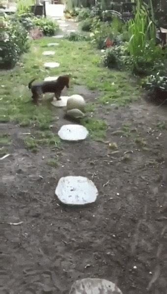 ezgif-54a5d6e75c2ef0cf.gif