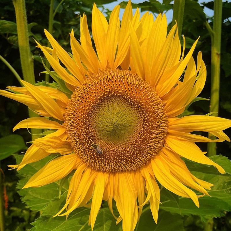 74 Square Helianthus b717f487 6512 4696 aa59 db6669a18be2 jpg