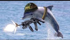 Dolphin-war