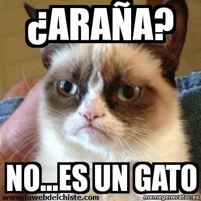 gato
