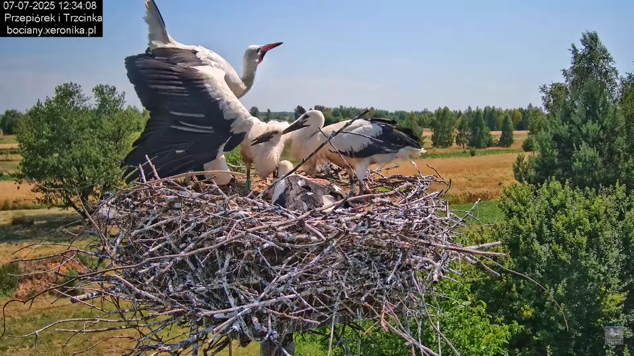 07072025bociany33