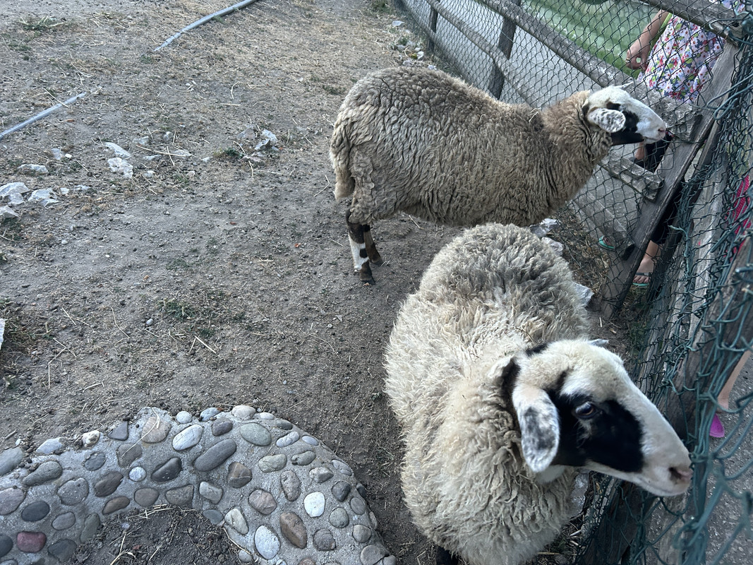 20240728_201311_IMG_9464