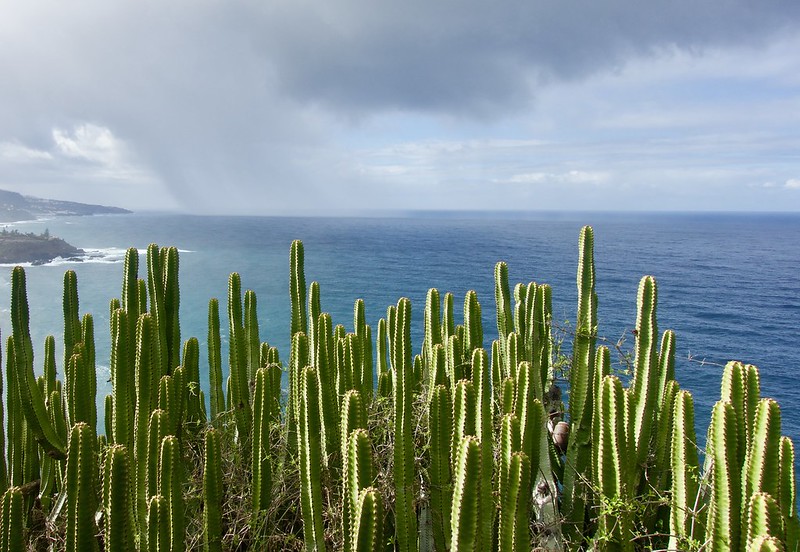 green-cactus.jpg