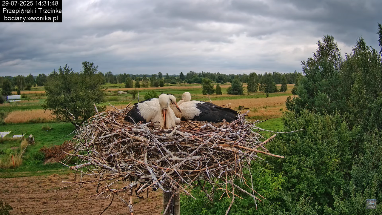 29072025bociany34