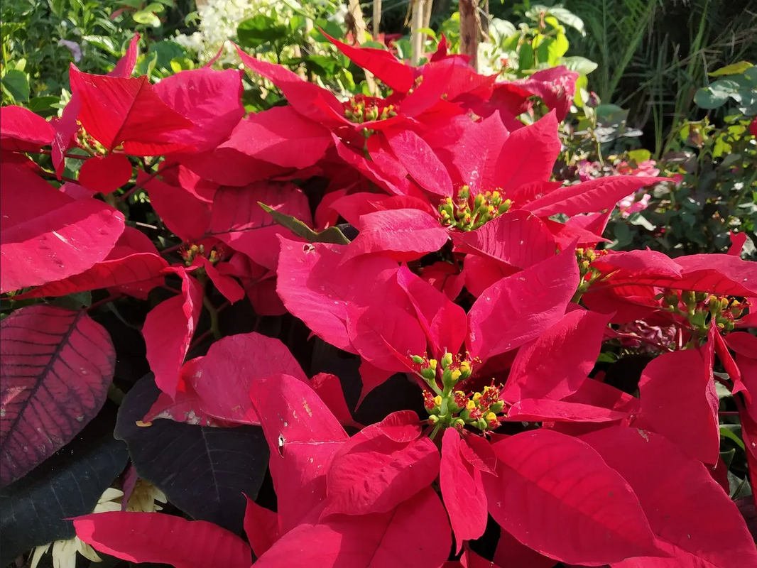 ¿Cómo atraer la buena suerte con la flor de nochebuena? Esto dice el Feng Shui