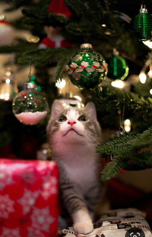 Screenshot_20231111_150916_Pinterest