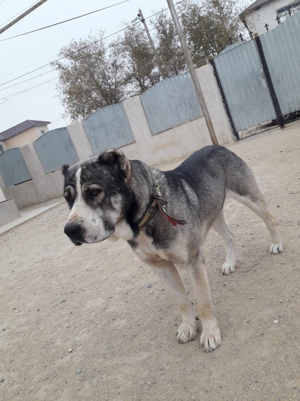 Тайсон до 52 молодой, прошло на второй тур(Бейнеу)