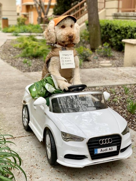dogshopper.jpg