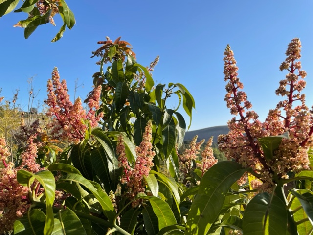 Mango Flowers