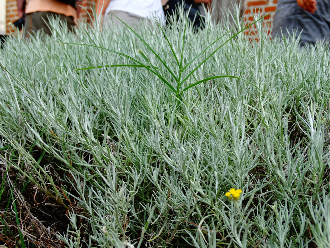 13.26 - DSC08931 (Czesio1)