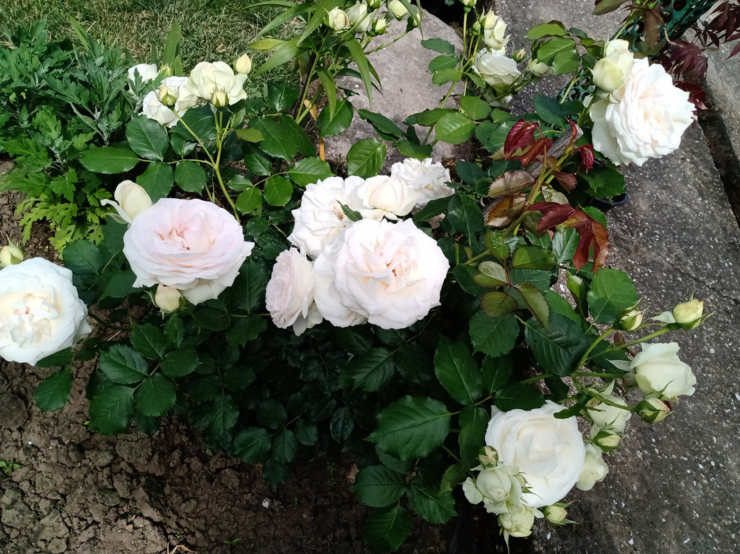 IMG_20230610_151839731
