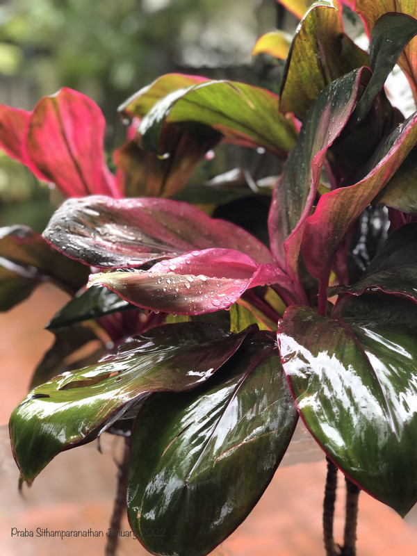 0-FA810-D7-BD6-F-433-D-ACA1-B8191-F08-A3