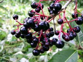 Ardissia compressa Gondo