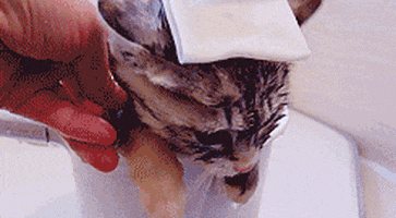 https://i.postimg.cc/MpRKfCB7/200.gif