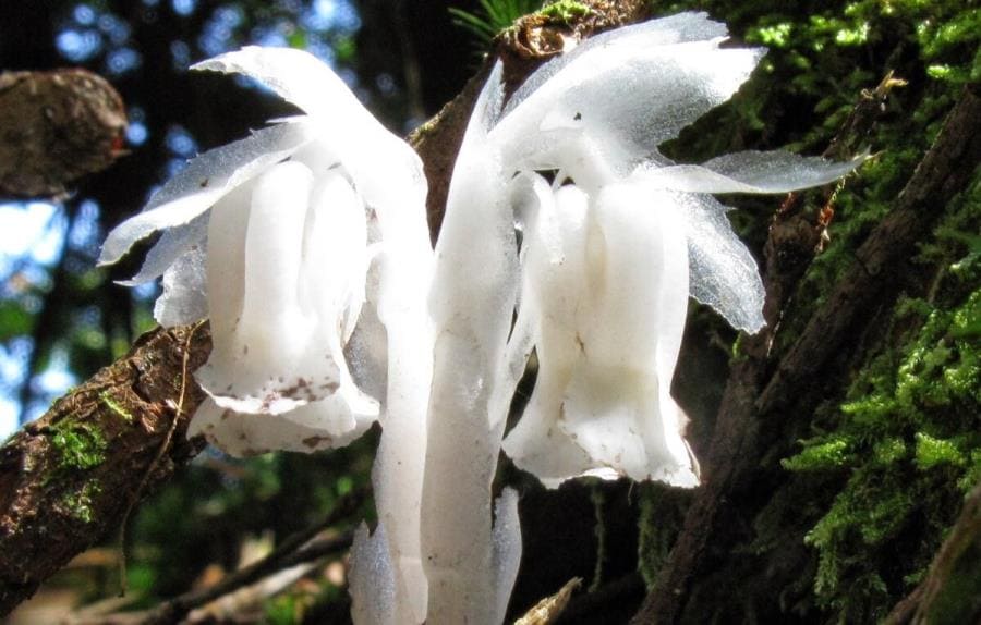 Monotropa uniflora - шедевр эволюции без хлорофилла и фотосинтеза Monotropa uniflora - шедевр эволюции без хлорофилла и фотосинтеза