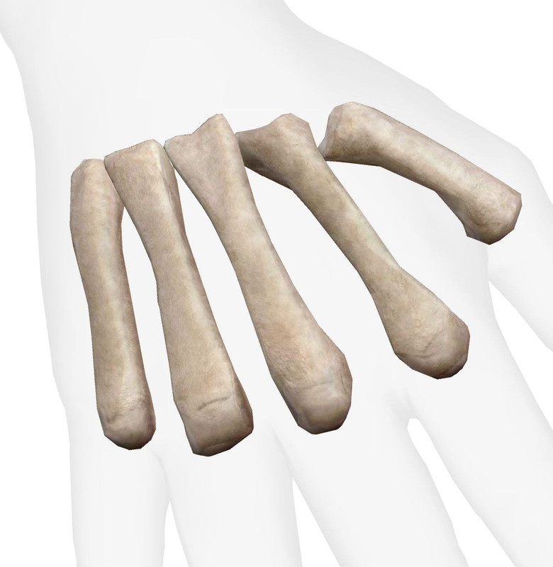 Articulations du Pied