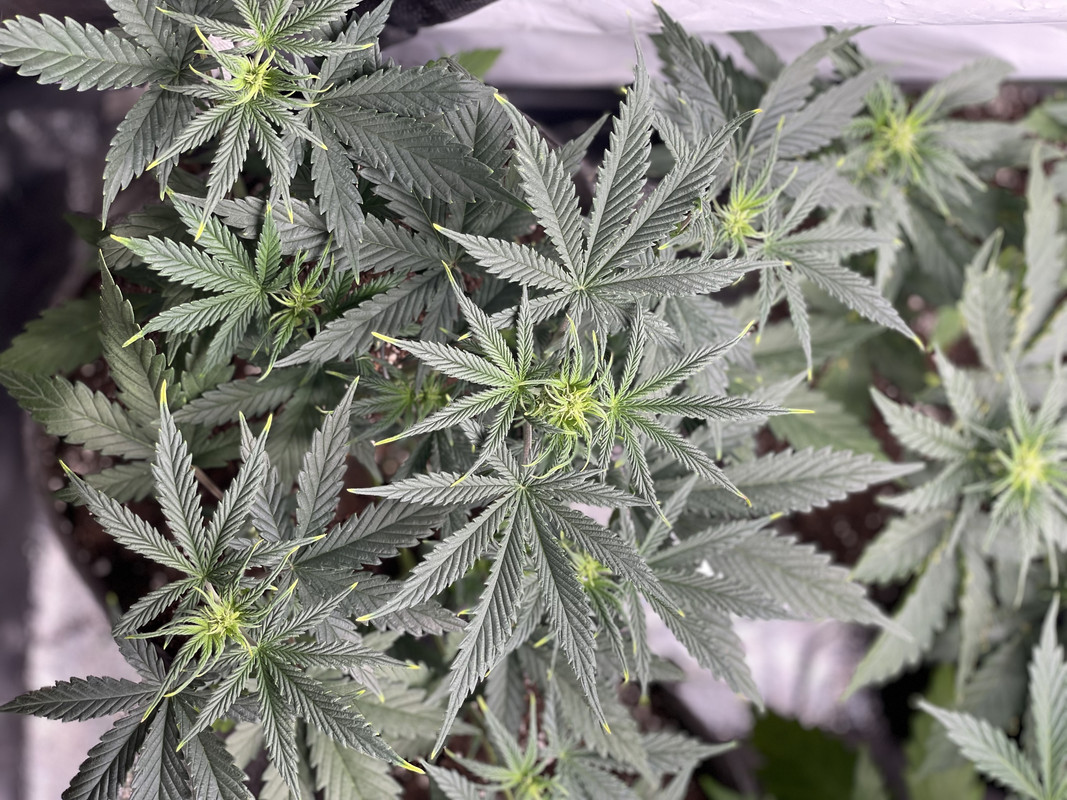 5283B4AE-663E-4D23-97AB-C068CF32F493