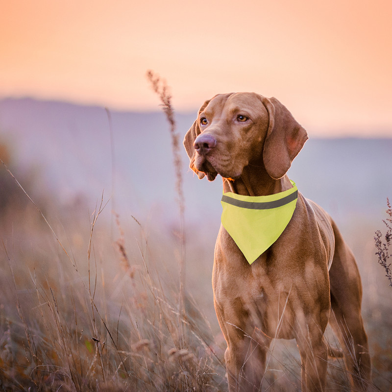 COLLAR BANDANA BIPOLS