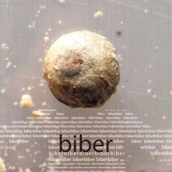 [Slika: Biber2004-folder.jpg]