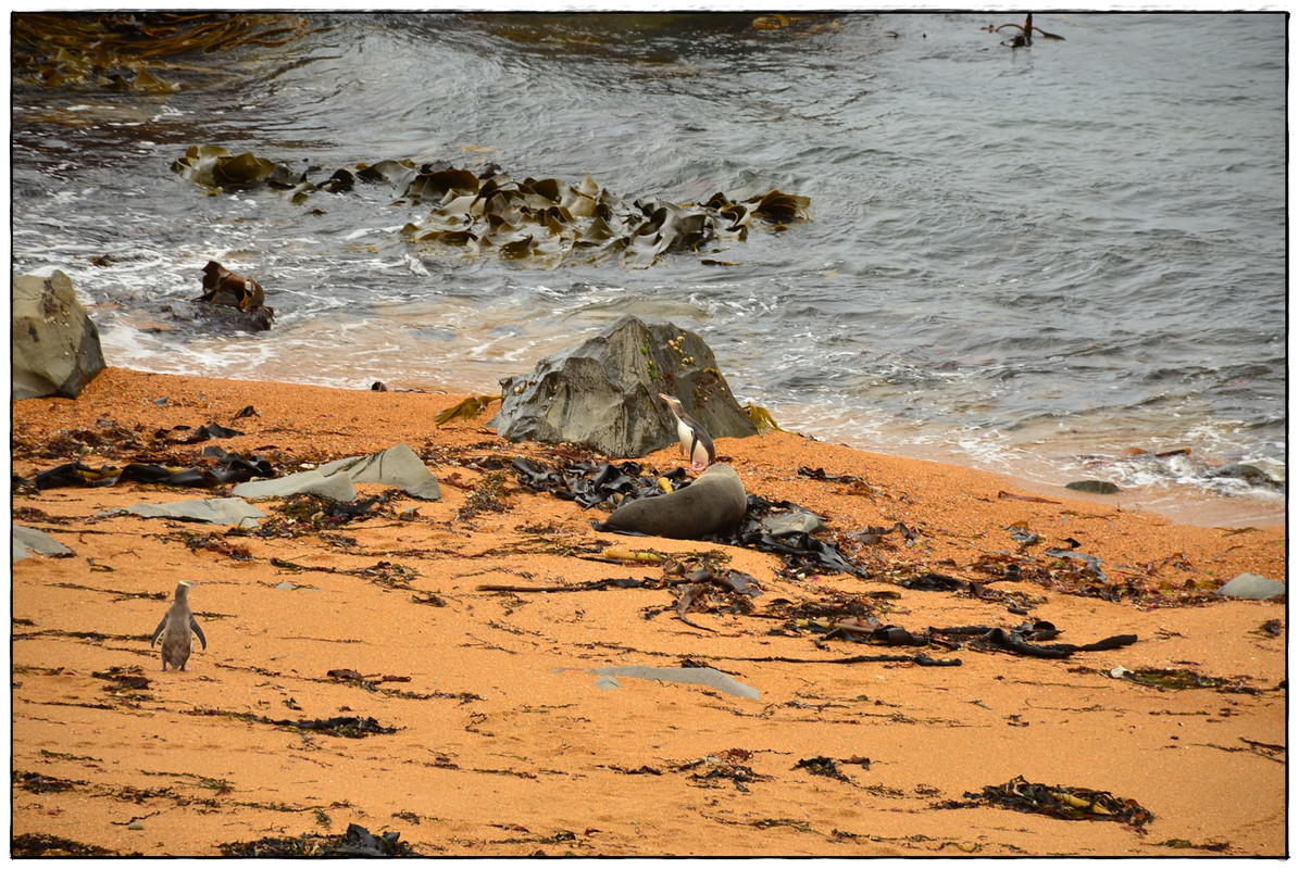 ¿Lo mejor de la isla Sur en 9 días? (Navidad 2018) - Escapadas y rutas por la Nueva Zelanda menos conocida (43)