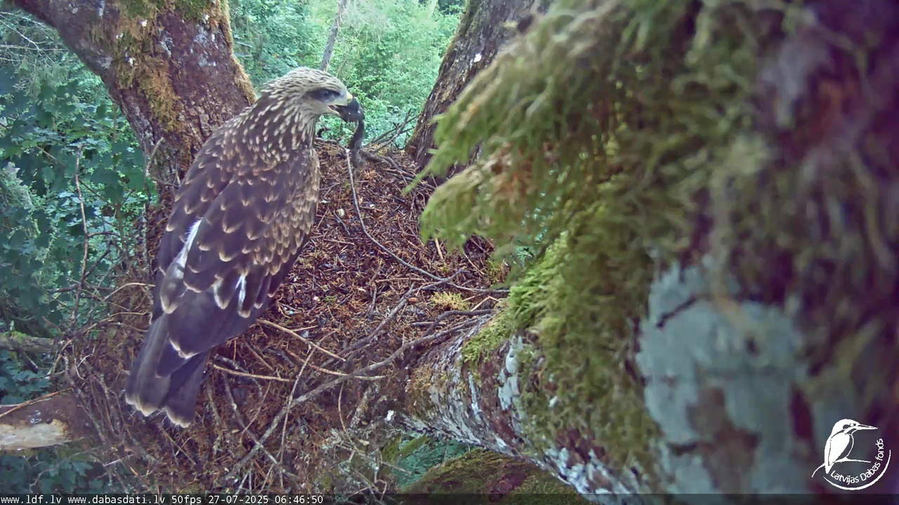 Melnās klijas (Milvus migrans) Kurzemē_ peļu klijāni (Buteo buteo) 8-57-0 screenshot