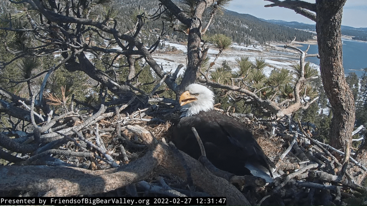 Webp.net-gifmaker (7)