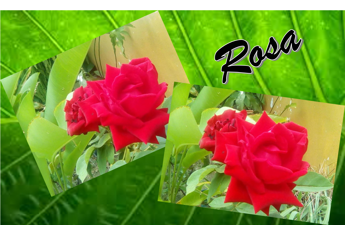 rosa-1.png