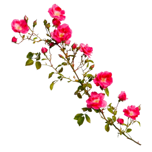 Decorative flower blooming from left side