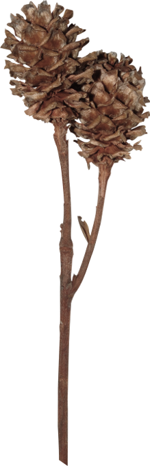 Autumn Witchery (123)