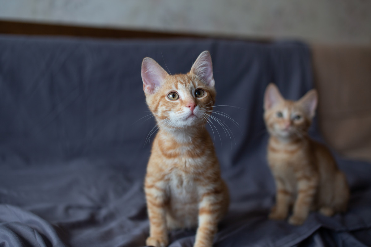 МАЛ ДЕВ И НОВ