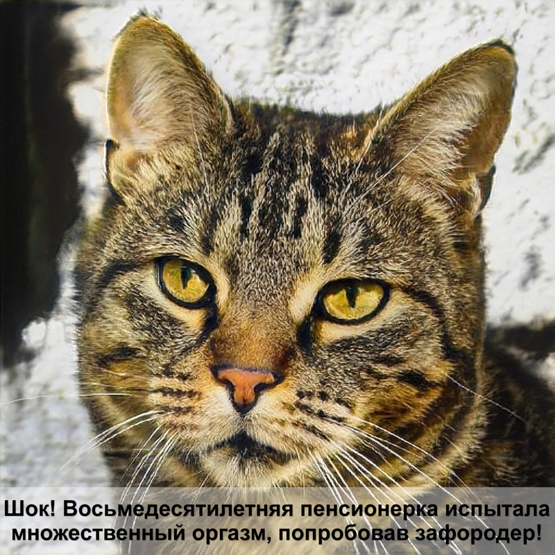 русская голубая кошка котята