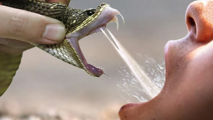 Snake venom being poured into a container