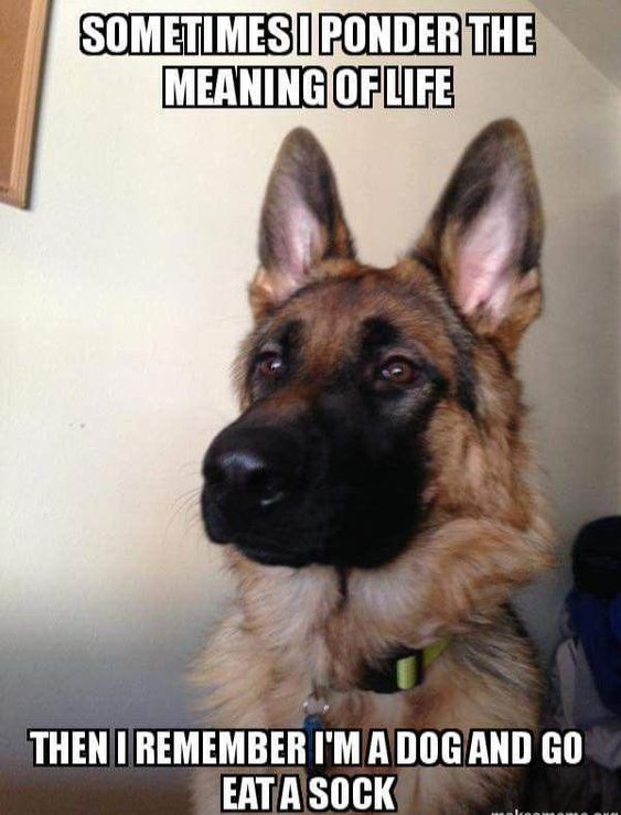 Dog Humor #2