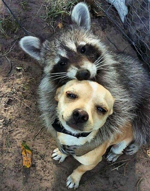 Dog-Racoon