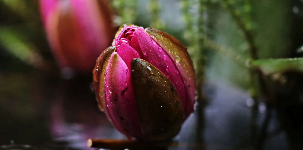 magenta-water-lily-2432151-1280.webp