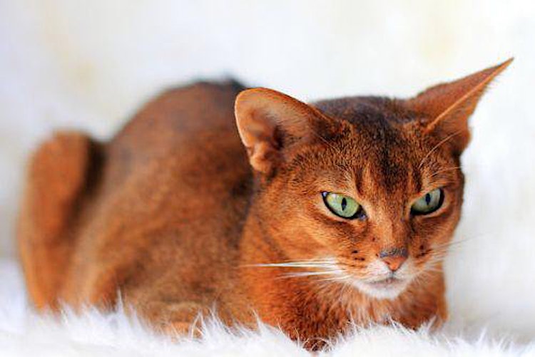 Sorrel-Abyssinian-cat.jpg