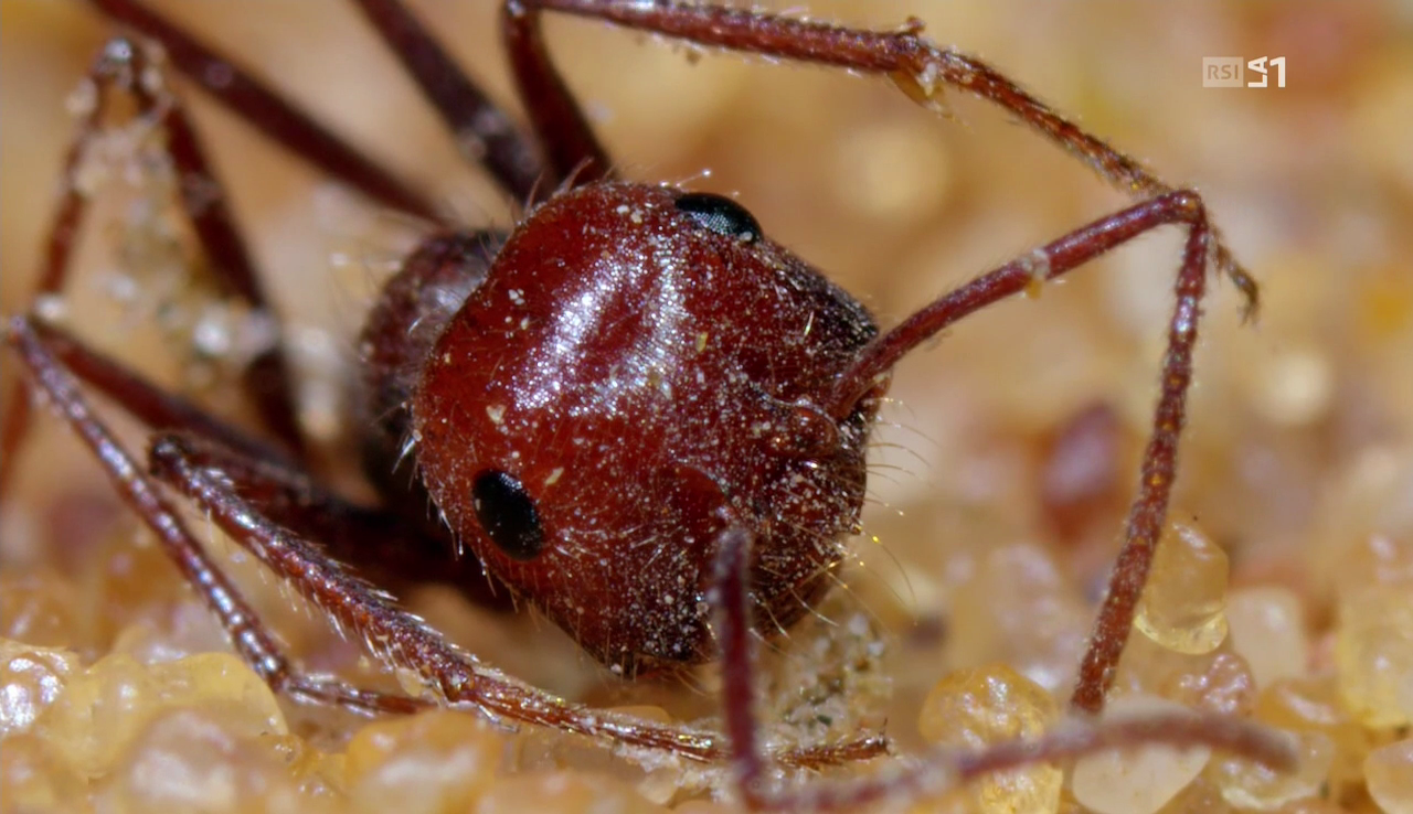 vlcsnap-2016-12-12-12h07m49s207