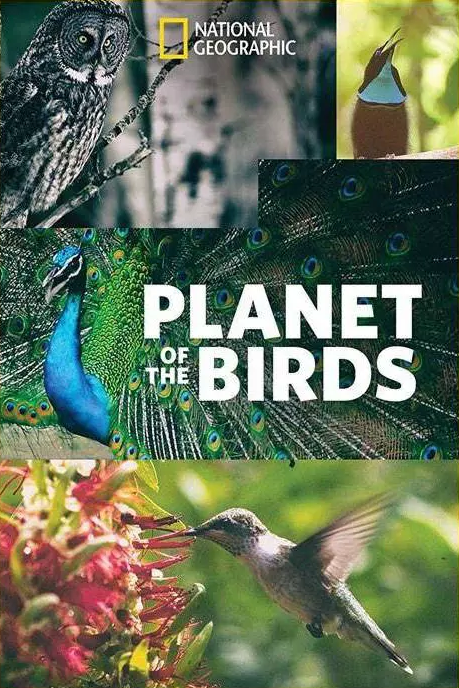 Planet of the Birds download
