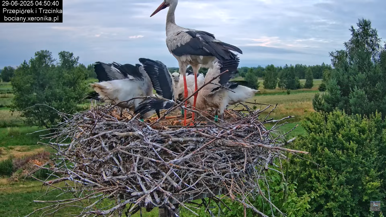 29062025bociany12