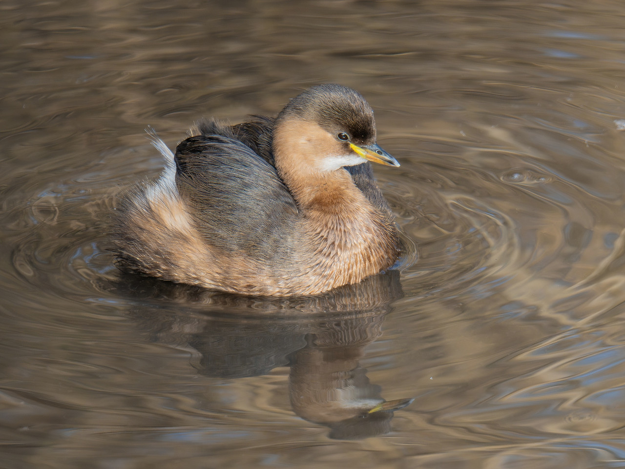 P1000354 Verbessert RRklein