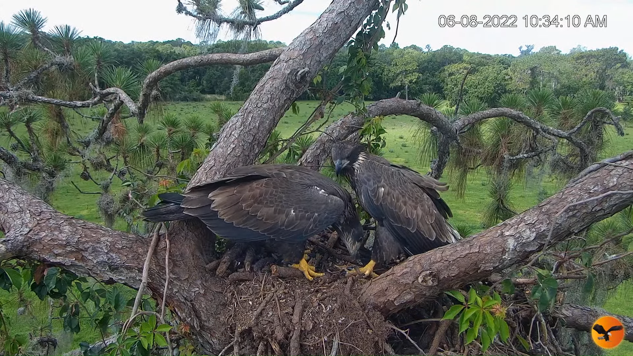 EC Nest Cam 13-30-49 screenshot (1)