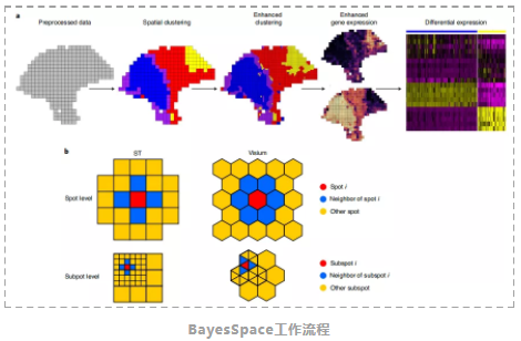 BayesSpace:实现更高分辨率的空间转录组分析-2.png
