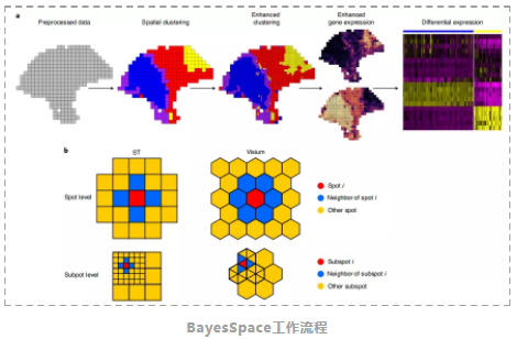 BayesSpace：实现更高分辨率的空间转录组分析-2.png