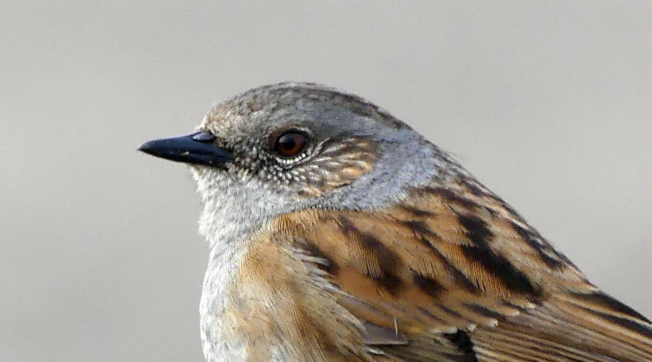 DUNNOCK 8