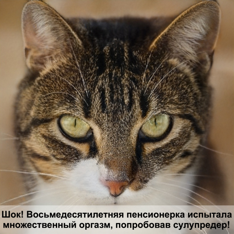 порода кошек с большими ушами