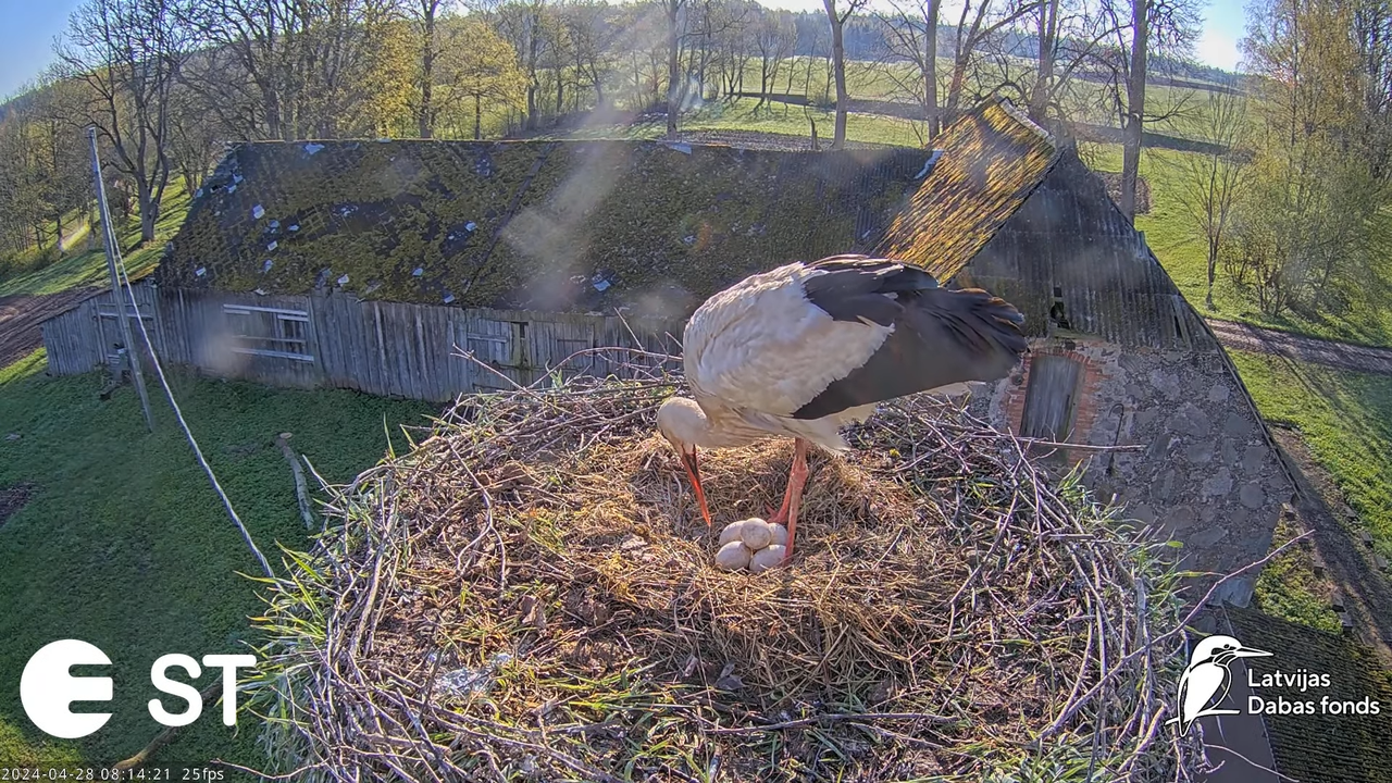 Baltie stārķi (Ciconia ciconia) Tukuma novadā - LDF tiešraide __ White storks in Tukums, Latvia 12-3