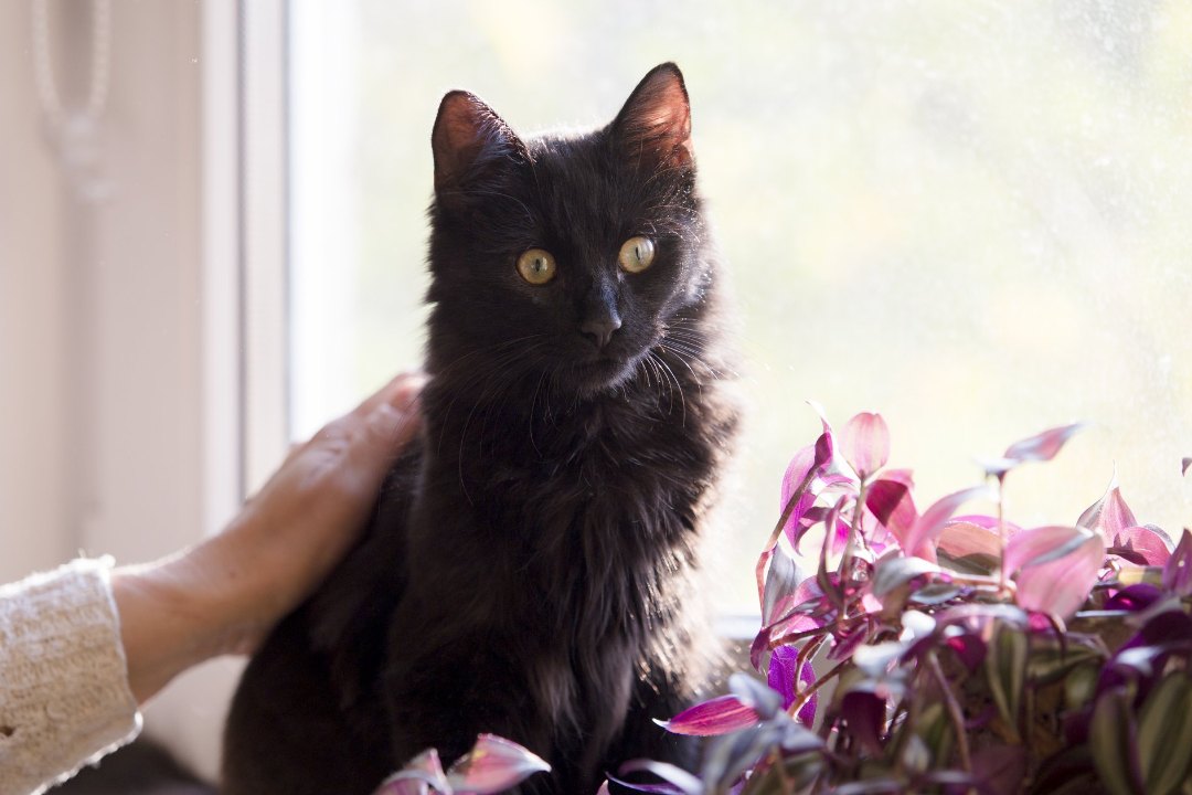 Фунтик_19_10_4