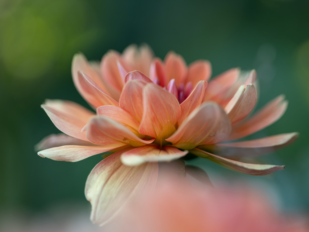 Dahlia  Fleur072024-01-1200