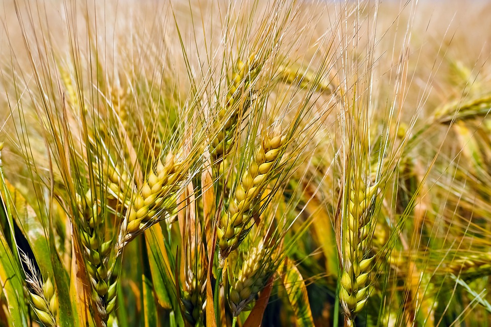 Пшеница кустарник или трава