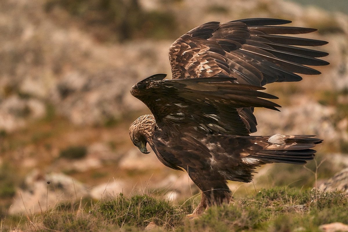 _SON1580JPG Flickr 1